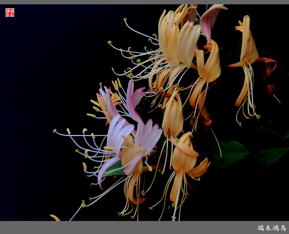 【2023之花季】华丽转身的金银花