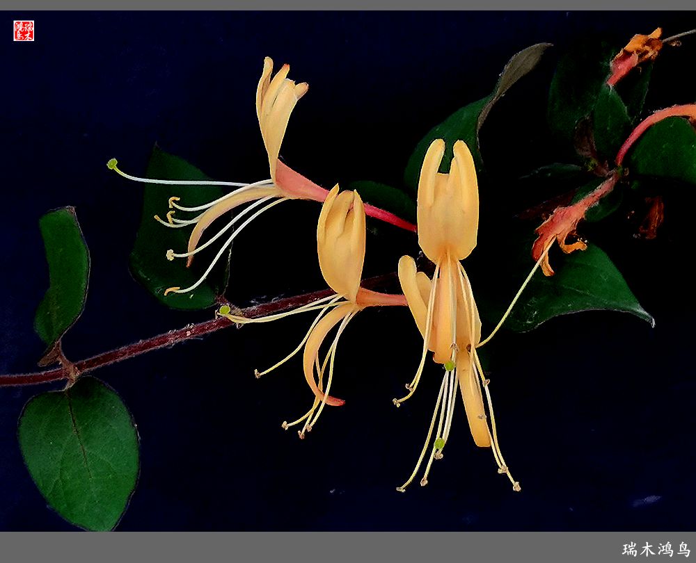 【2023之花季】华丽转身的金银花