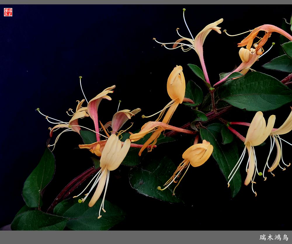 【2023之花季】华丽转身的金银花