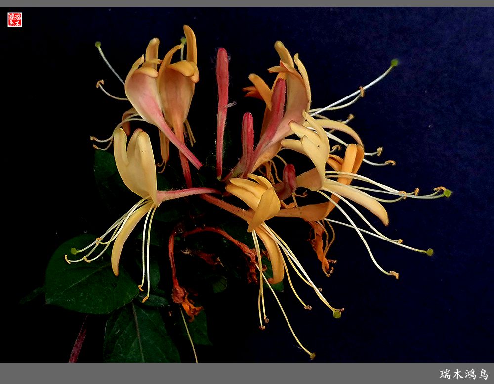 【2023之花季】华丽转身的金银花