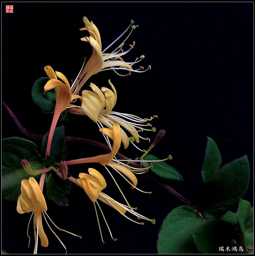 【2023之花季】华丽转身的金银花