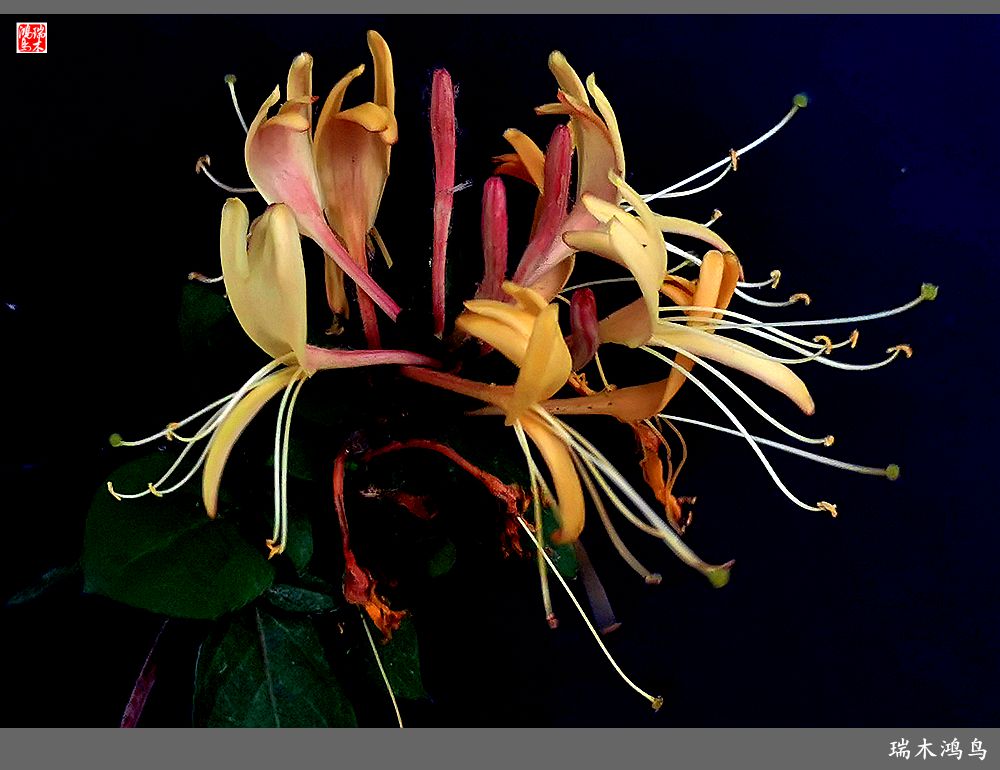 【2023之花季】华丽转身的金银花