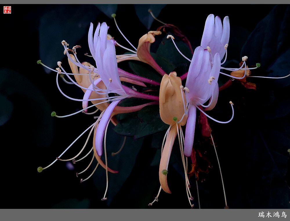 【2023之花季】华丽转身的金银花