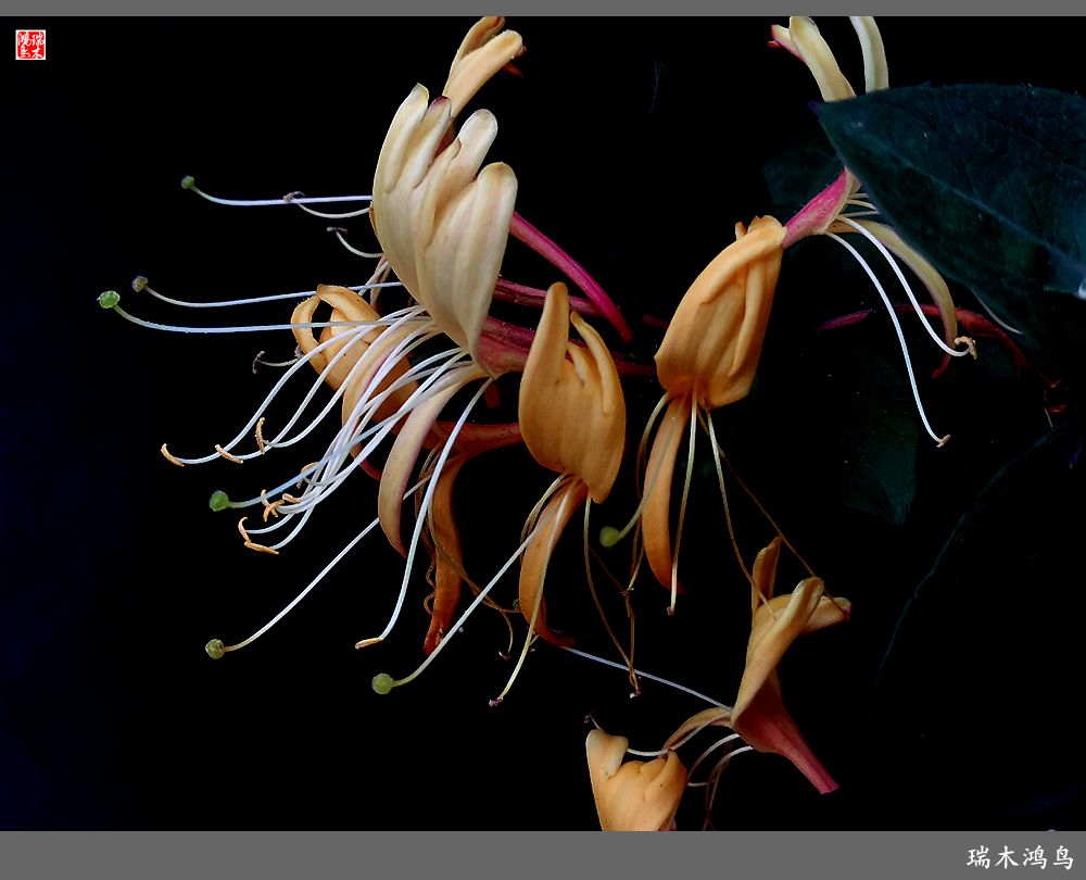 【2023之花季】华丽转身的金银花