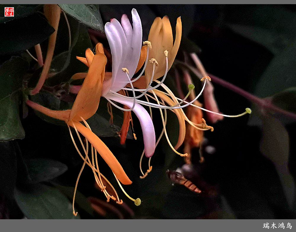 【2023之花季】华丽转身的金银花