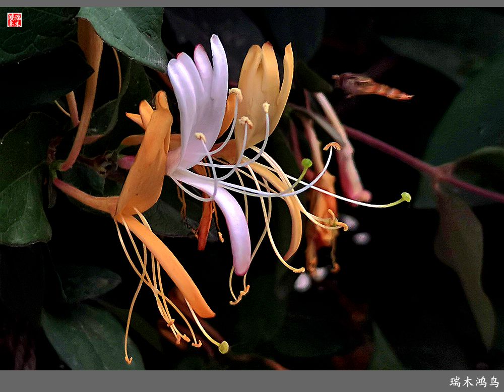 【2023之花季】华丽转身的金银花