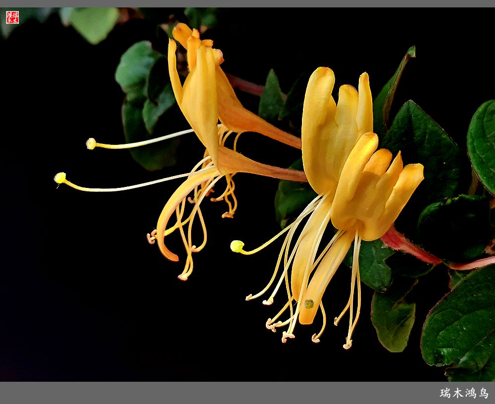 【2023之花季】华丽转身的金银花