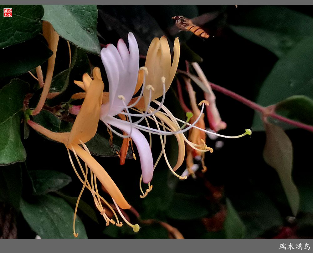 【2023之花季】华丽转身的金银花