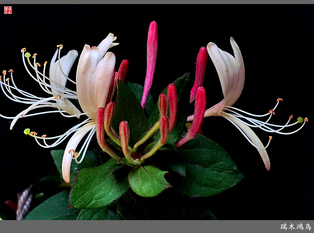 【2023之花季】华丽转身的金银花