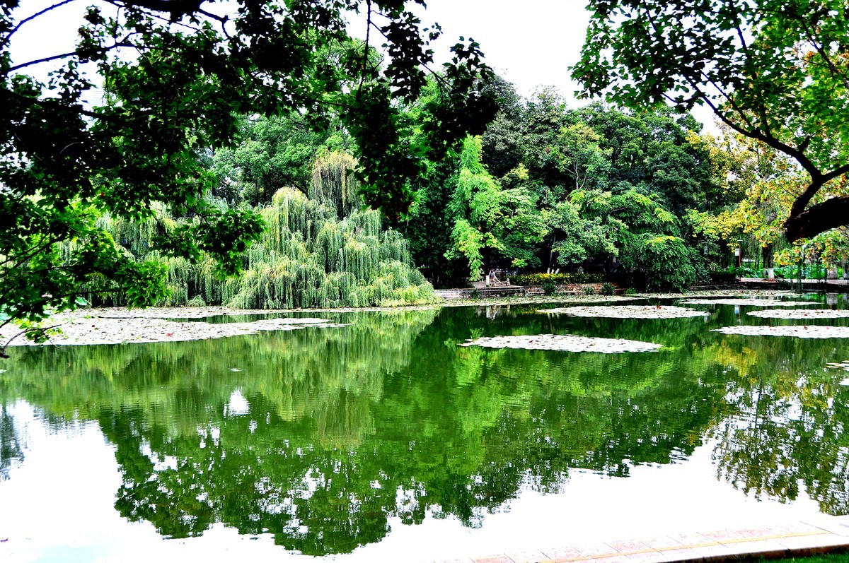 翠湖风景