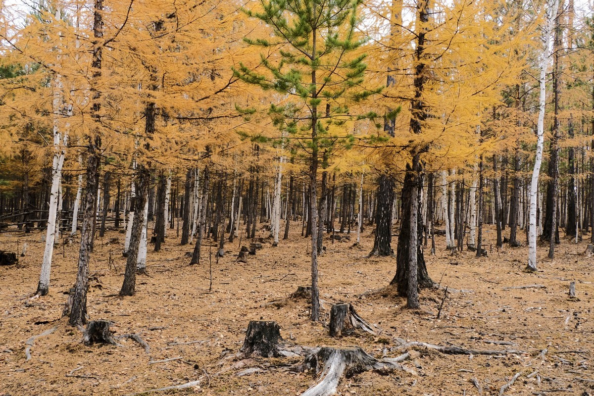 秋天的景色（二）