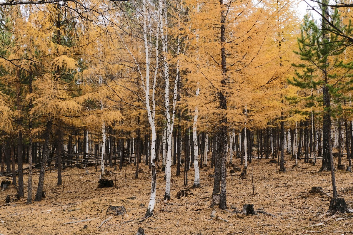 秋天的景色（二）