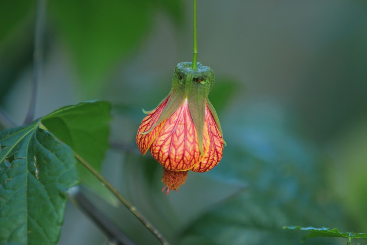 拍摄花卉一（458）