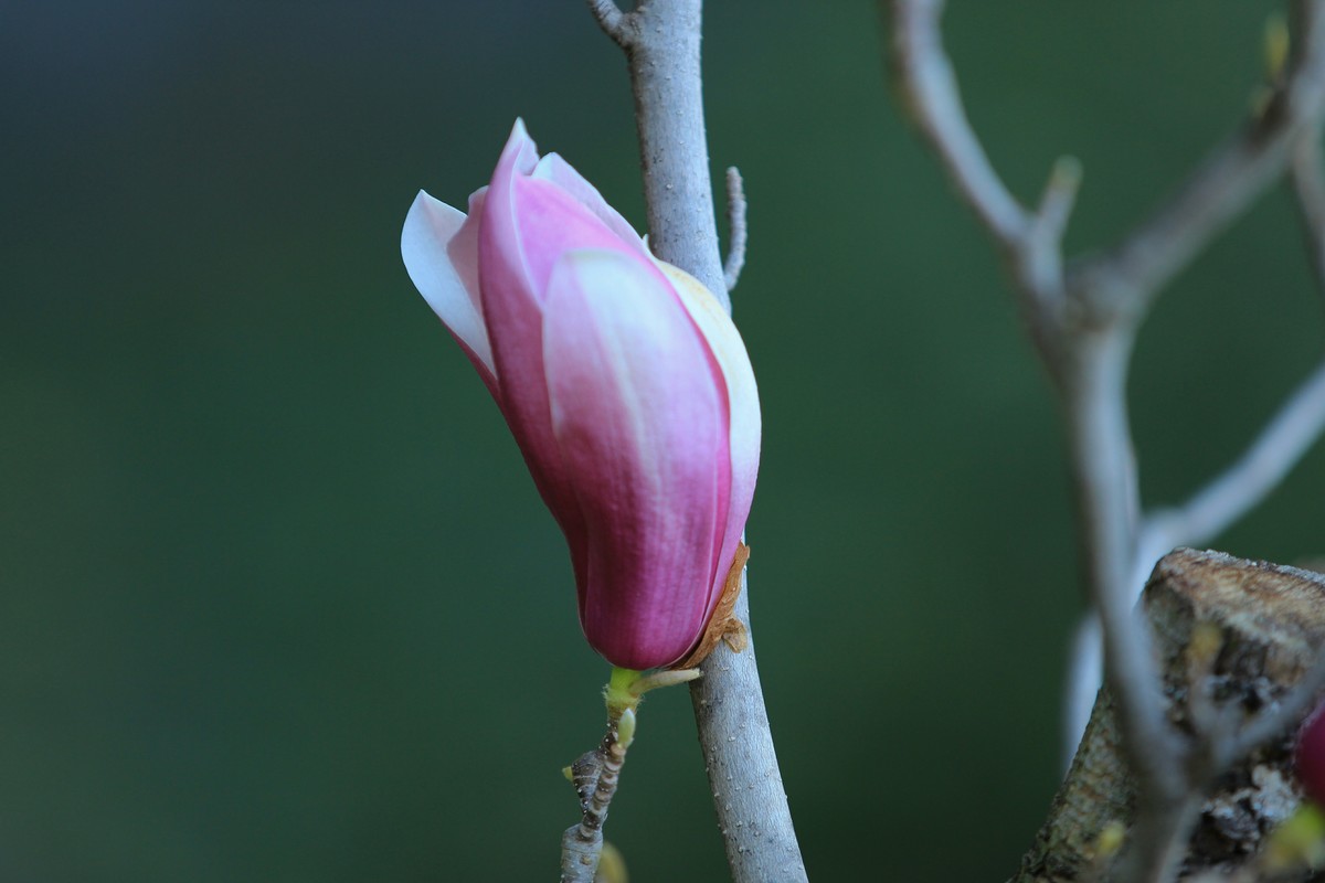 拍摄花卉一（458）