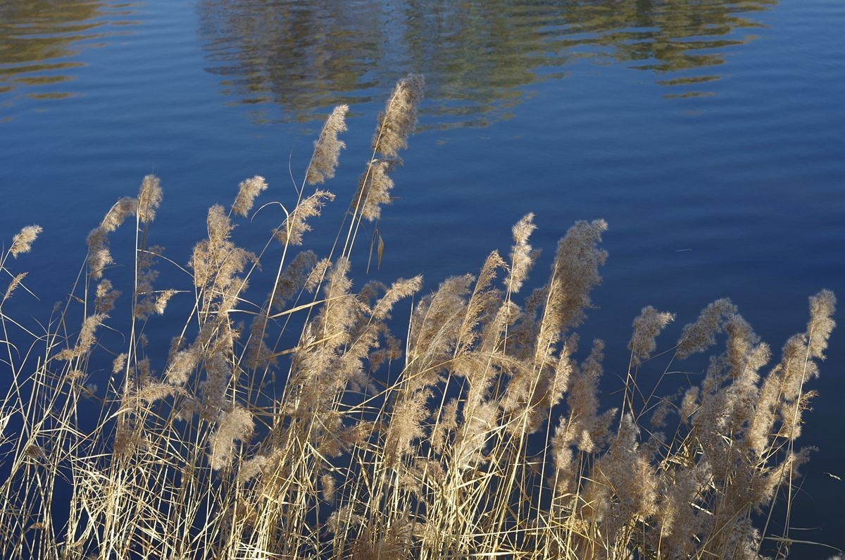 湖边冬日的芦苇