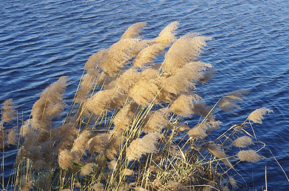 湖边冬日的芦苇