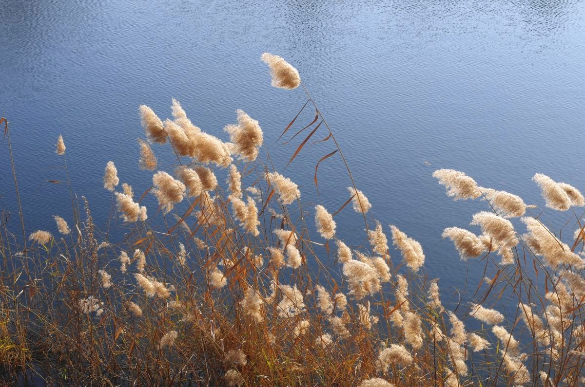湖边冬日的芦苇