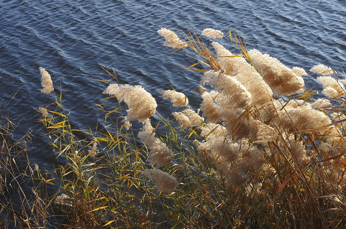 湖边冬日的芦苇