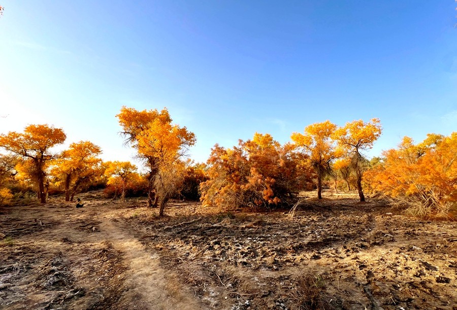 《不老松：纪实摄影》【山河锦绣】南疆游摄：塔里木胡杨林公园 ！ (4)