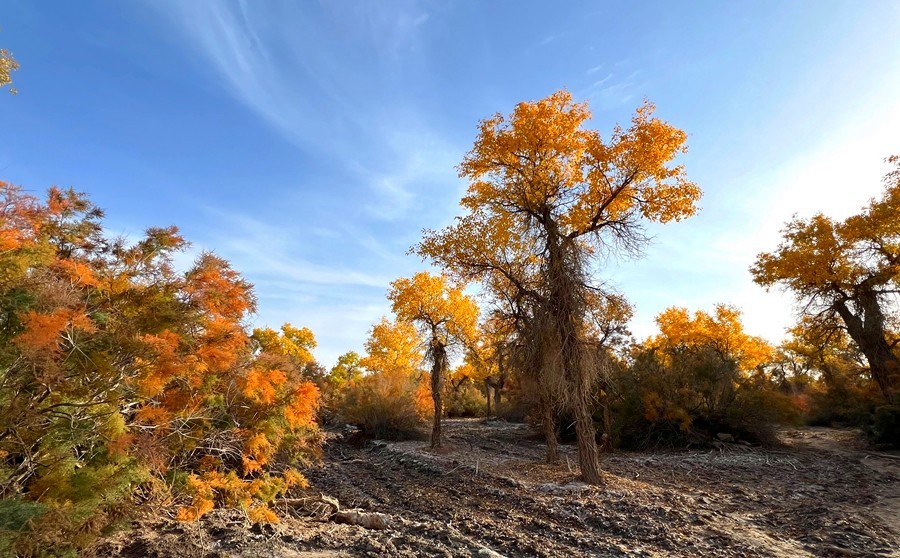 《不老松：纪实摄影》【山河锦绣】南疆游摄：塔里木胡杨林公园 ！ (4)