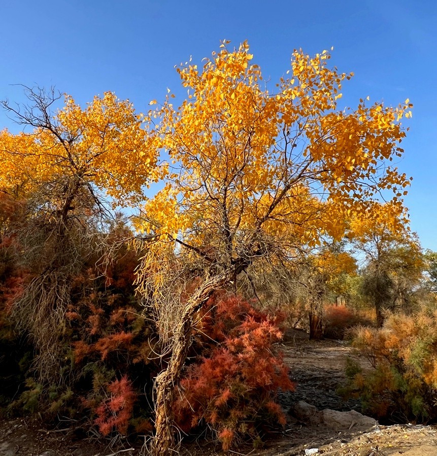 《不老松：纪实摄影》【山河锦绣】南疆游摄：塔里木胡杨林公园 ！ (4)