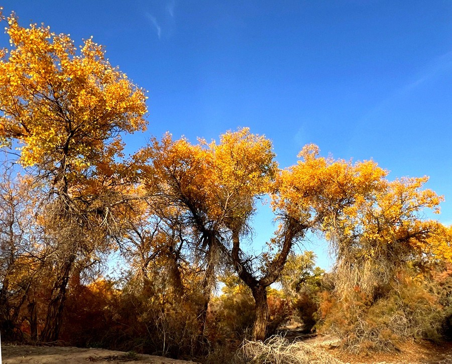 《不老松：纪实摄影》【山河锦绣】南疆游摄：塔里木胡杨林公园 ！ (4)