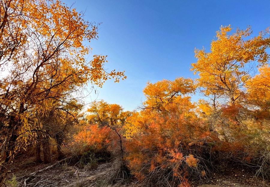 《不老松：纪实摄影》【山河锦绣】南疆游摄：塔里木胡杨林公园 ！ (4)