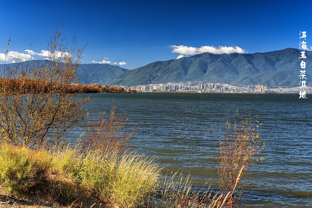 大理洱海 · 玉白菜湿地