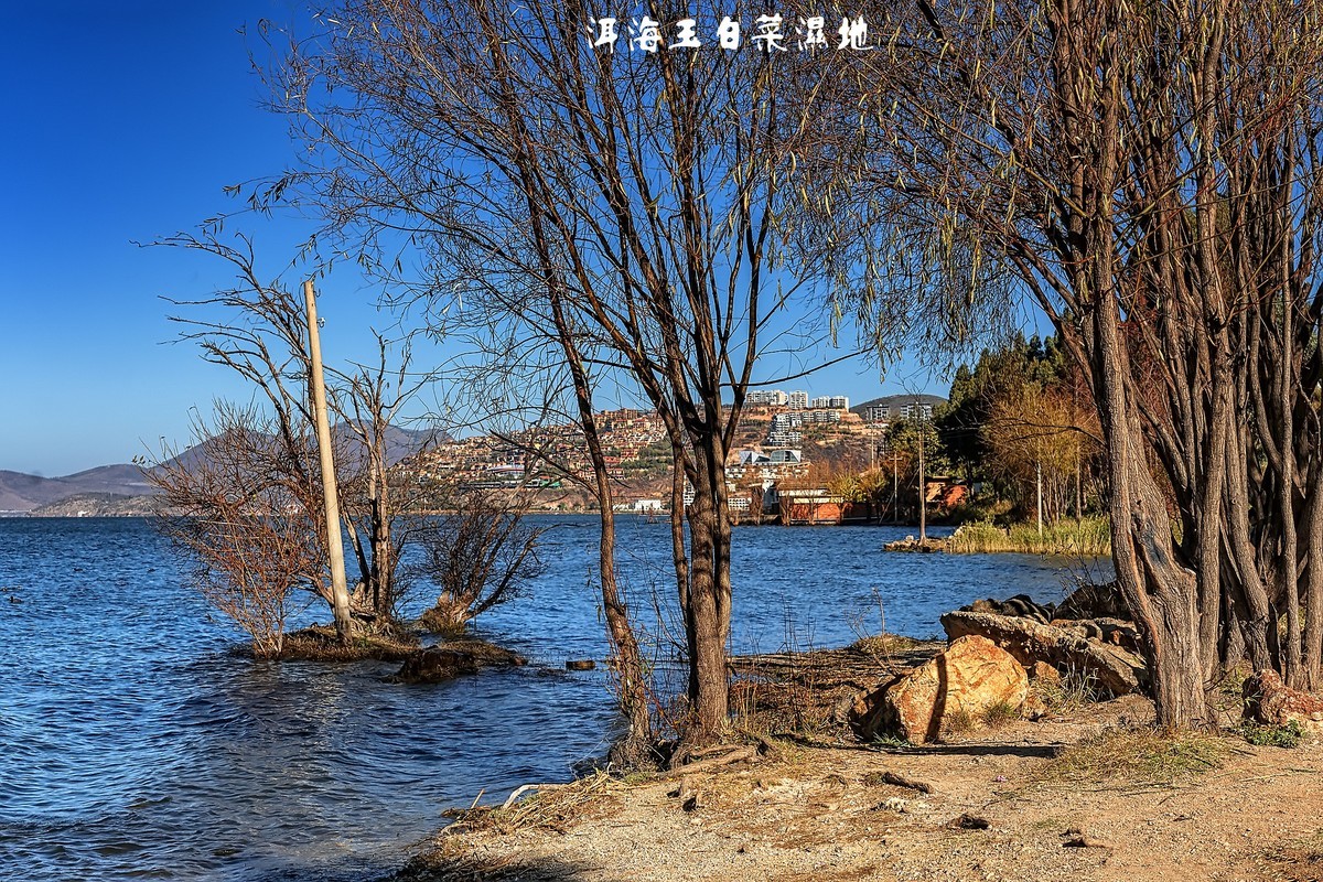 大理洱海 · 玉白菜湿地