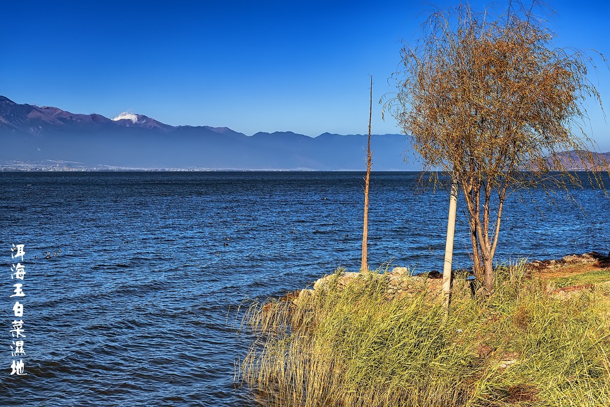 大理洱海 · 玉白菜湿地