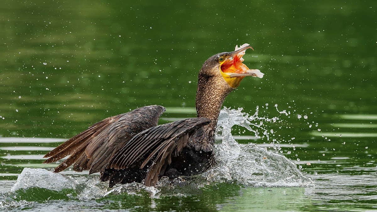 告别春节的闲适，奋斗的号角已经奏响，牛马们收心聚力，重新出发吧！