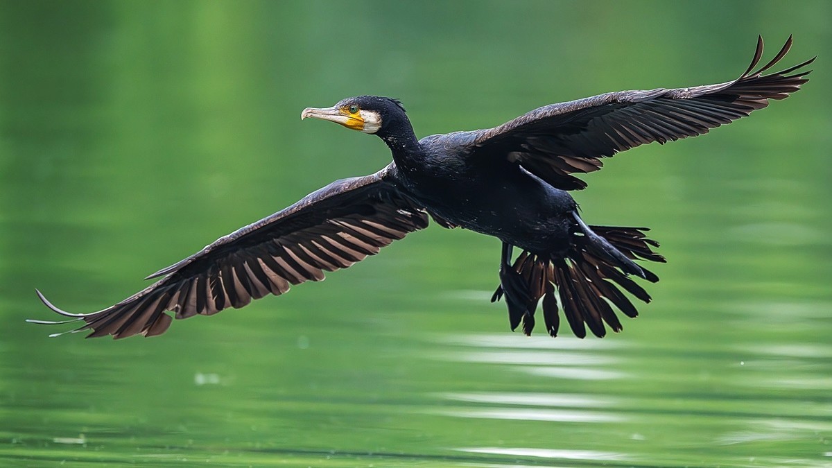 告别春节的闲适，奋斗的号角已经奏响，牛马们收心聚力，重新出发吧！