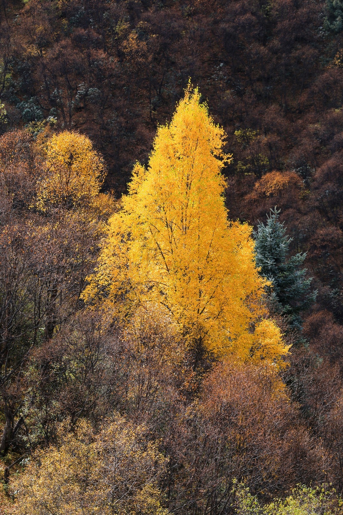 我只是把出去看到的随手记录下来（九十三）