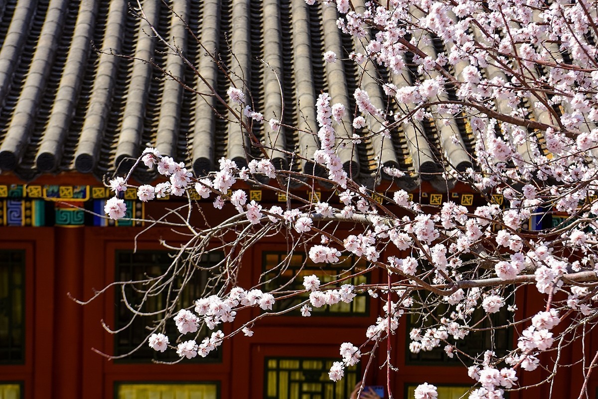 2025年第0214贴-北海公园风光游拍（0331）