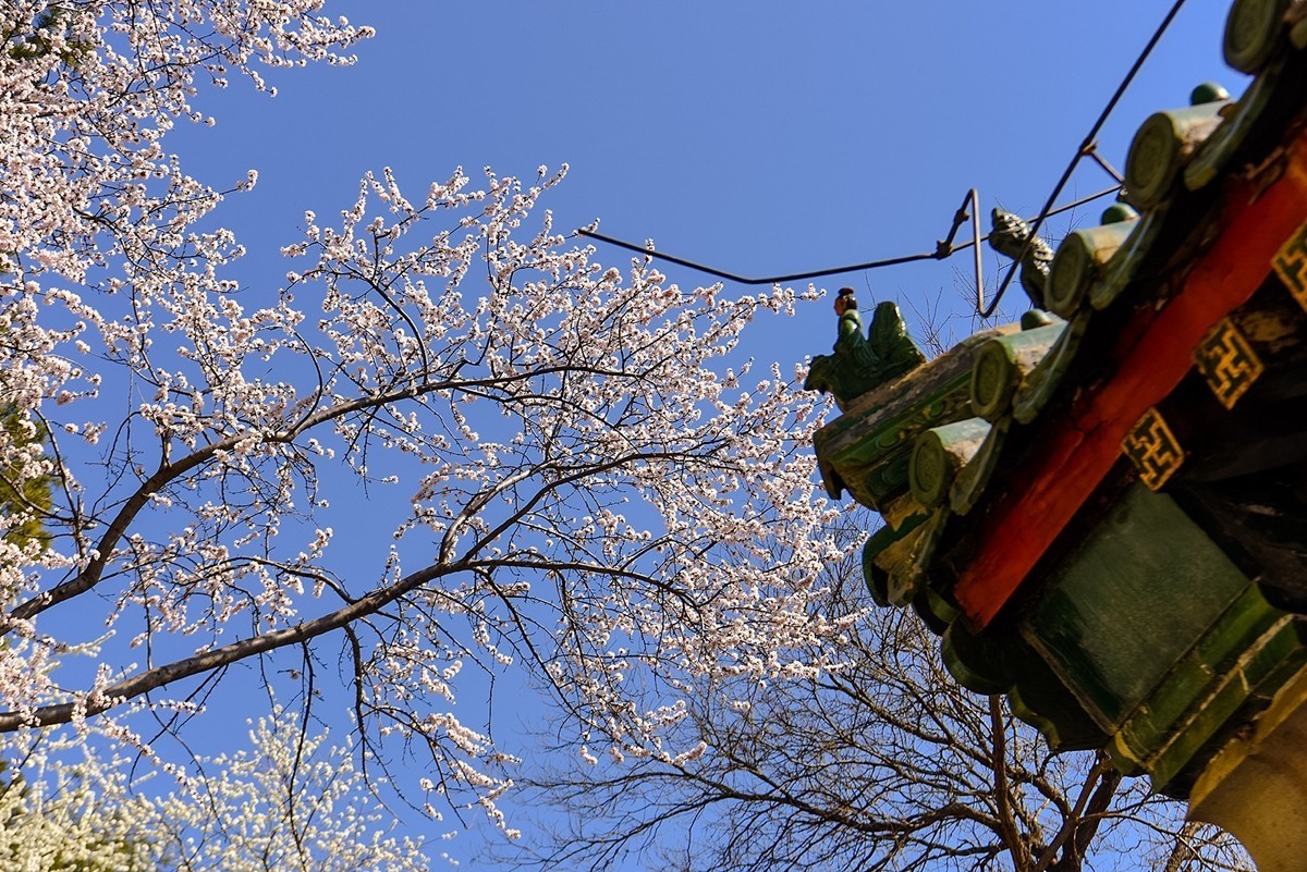 2025年第0214贴-北海公园风光游拍（0331）