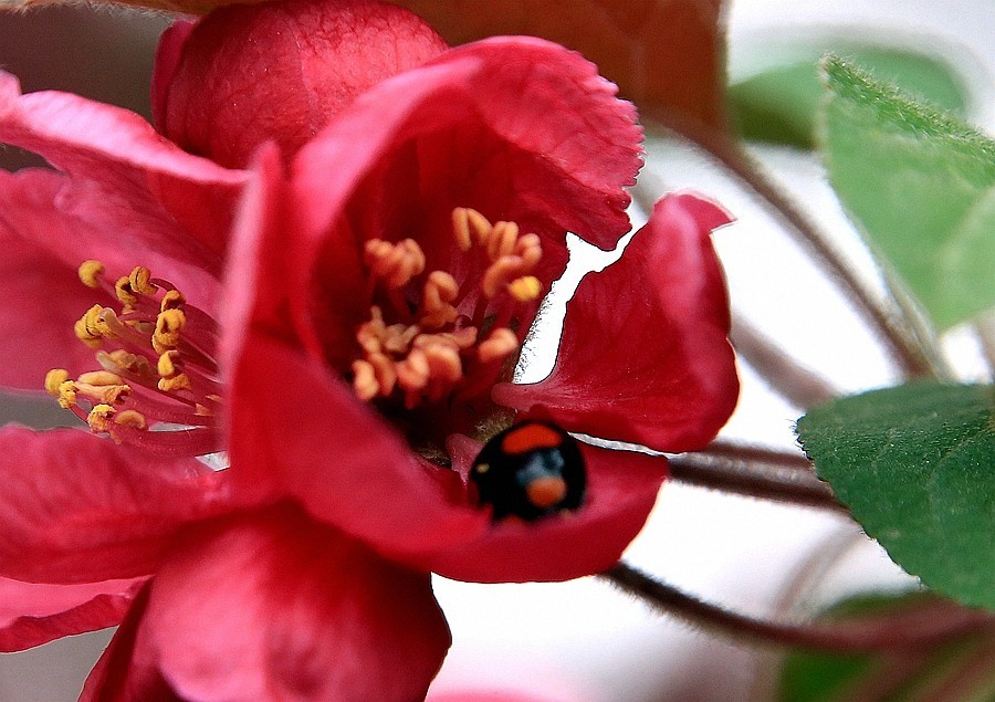 【不老松：纪实摄影】长柄海棠花！(05)