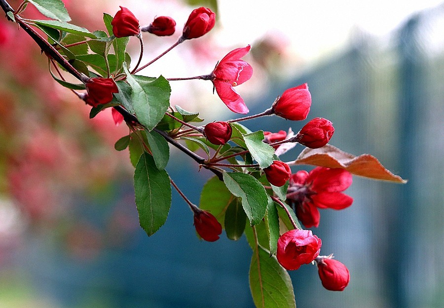 【不老松：纪实摄影】长柄海棠花！(05)