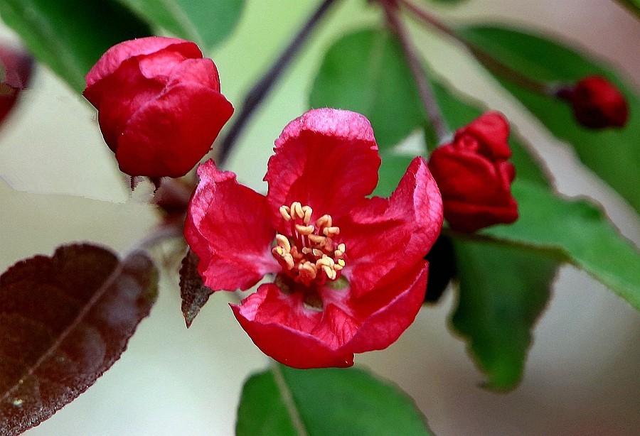 【不老松：纪实摄影】长柄海棠花！(05)