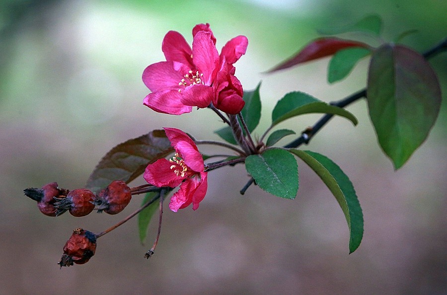 【不老松：纪实摄影】长柄海棠花！(05)