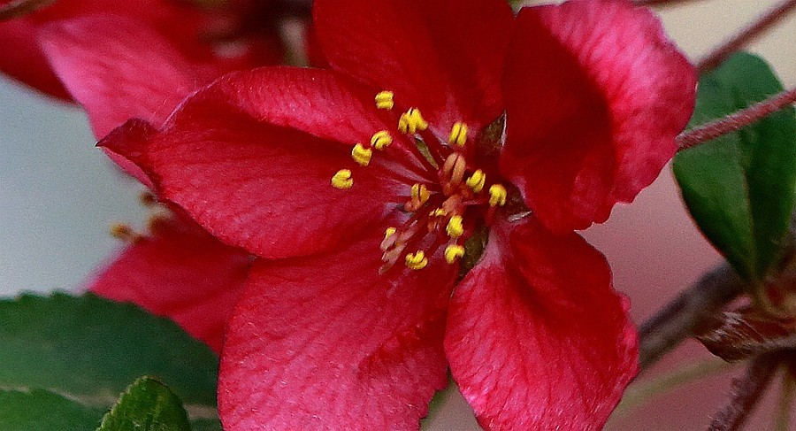 【不老松：纪实摄影】长柄海棠花！(05)