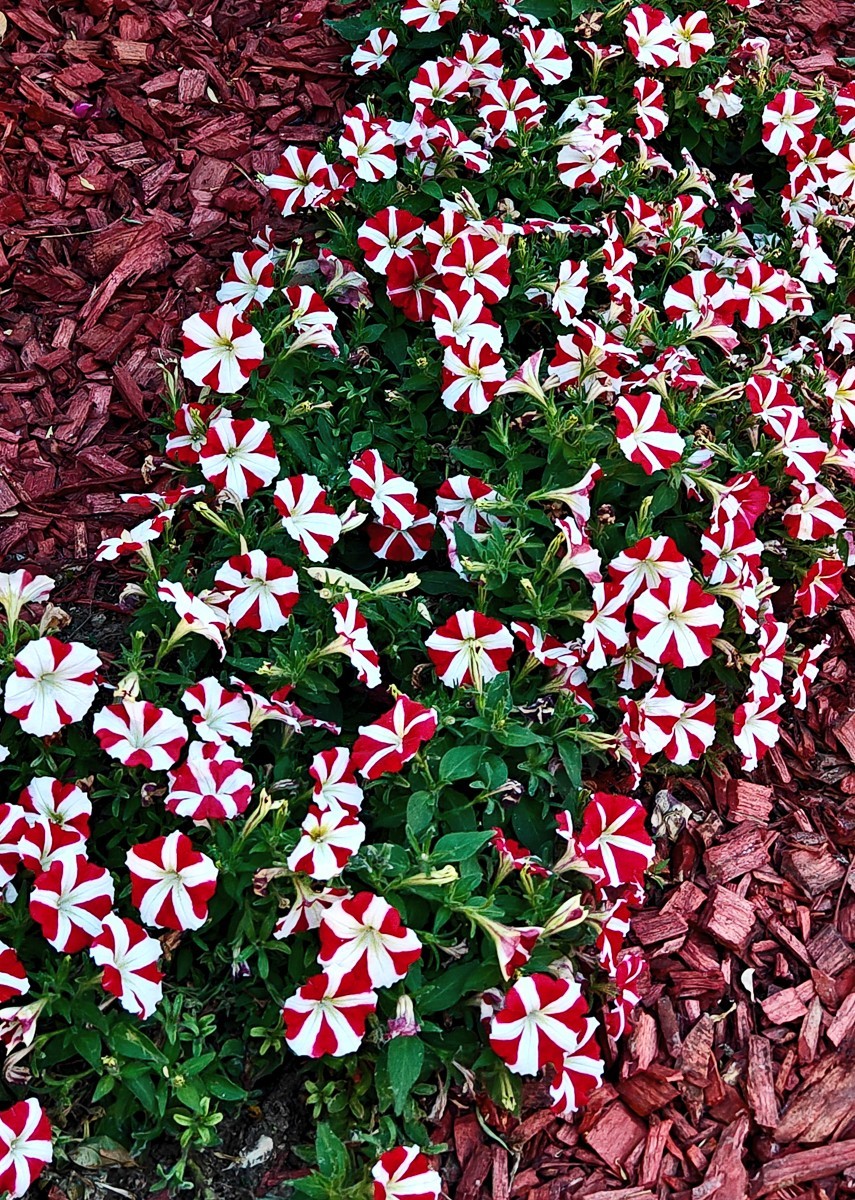 公园和夜景（手机拍摄）