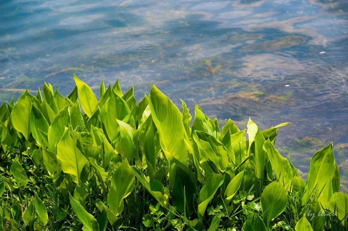 夏日凤凰湖（1）