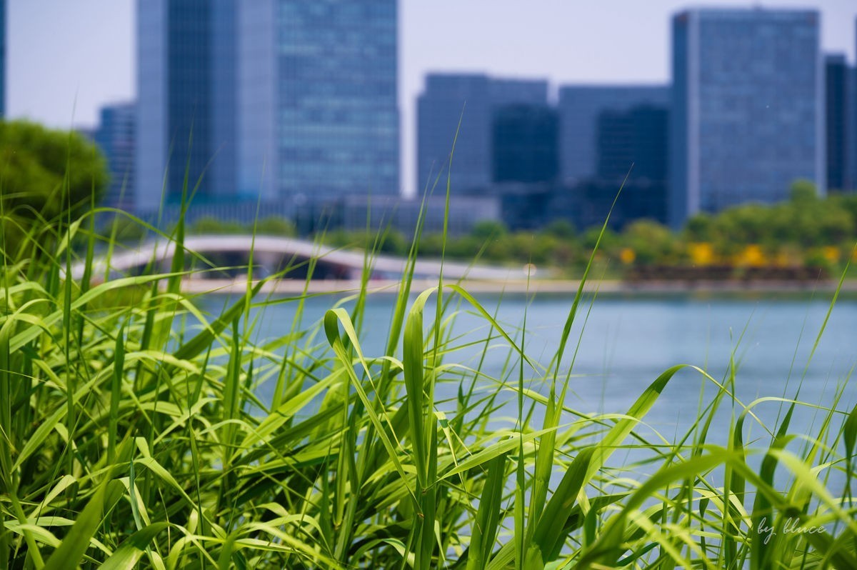 夏日凤凰湖（1）