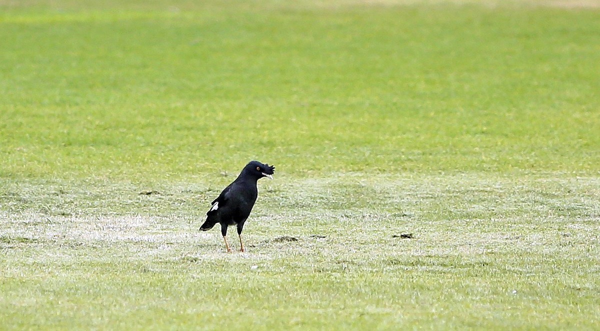 石门湾常见的鸟