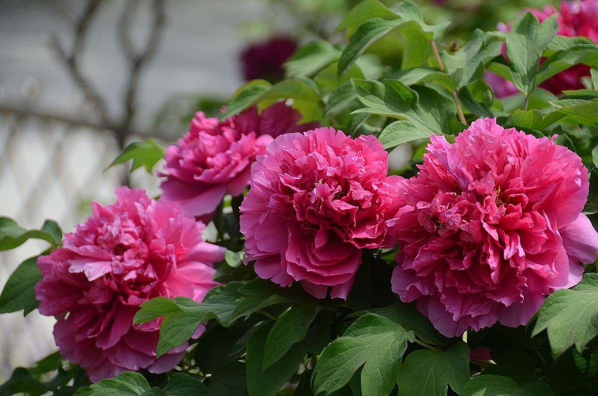 国家植物园-----牡 丹 花