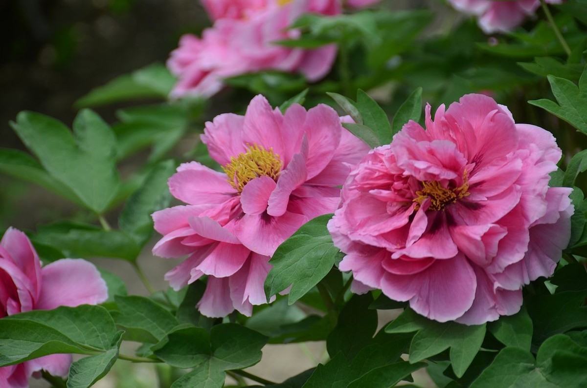 国家植物园-----牡 丹 花