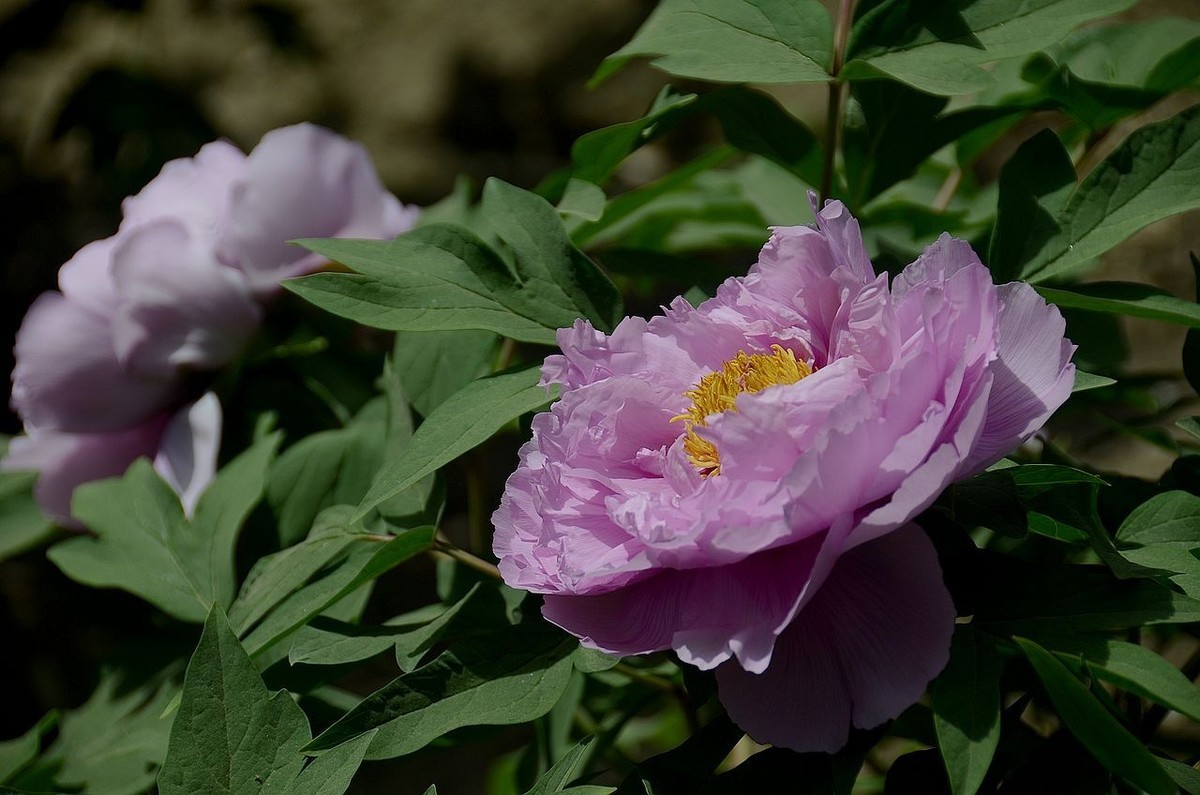 国家植物园-----牡 丹 花