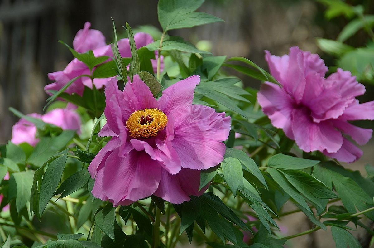 国家植物园-----牡 丹 花