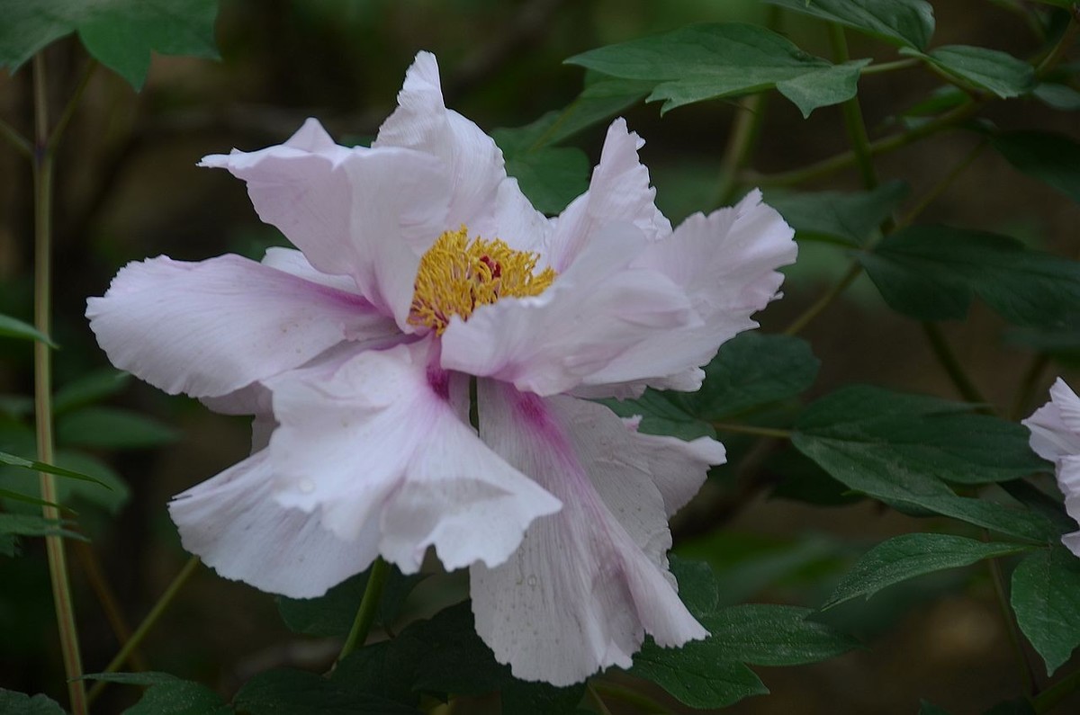 国家植物园-----牡 丹 花