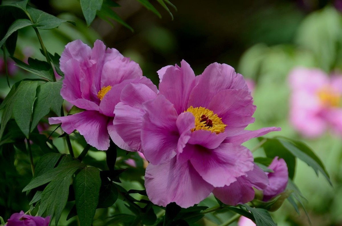 国家植物园-----牡 丹 花